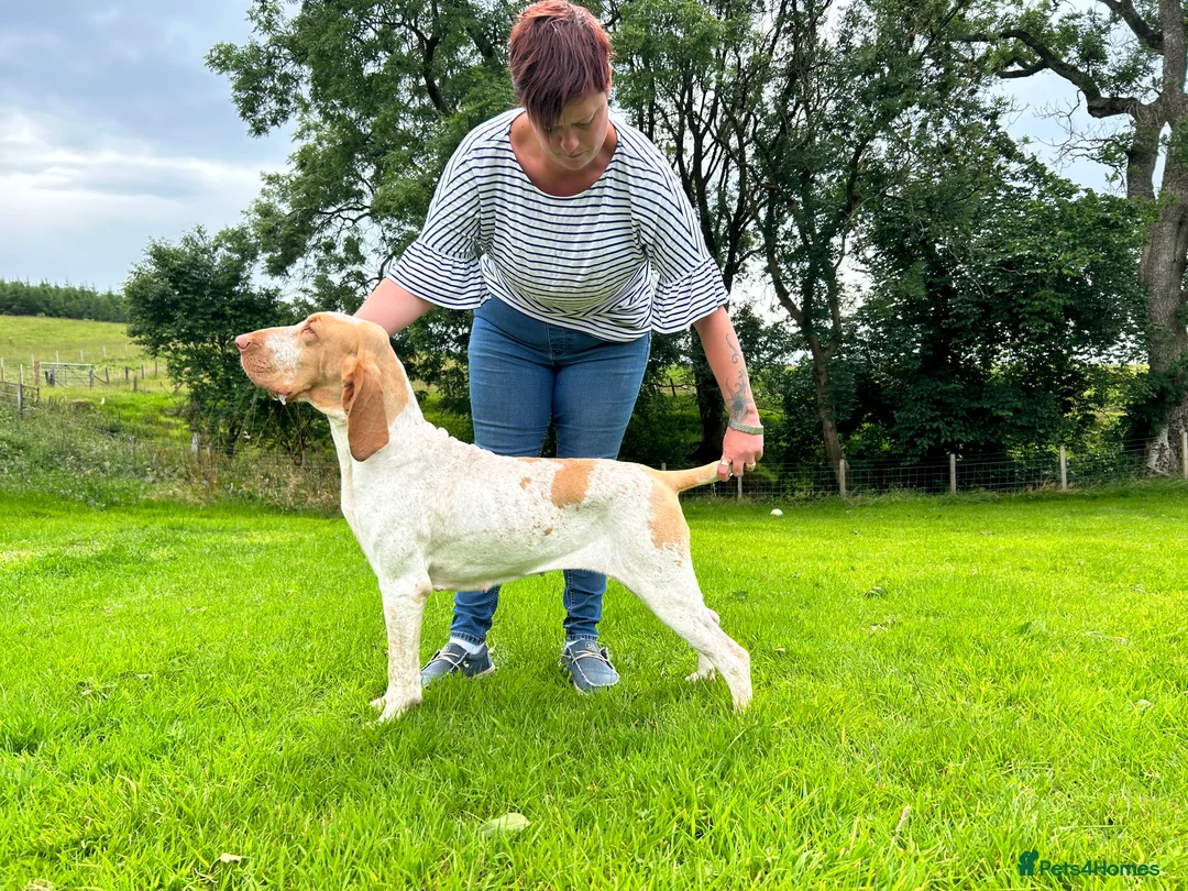 Bracco Italiano dogs for sale: Spring Litter Planned  - Advert 6