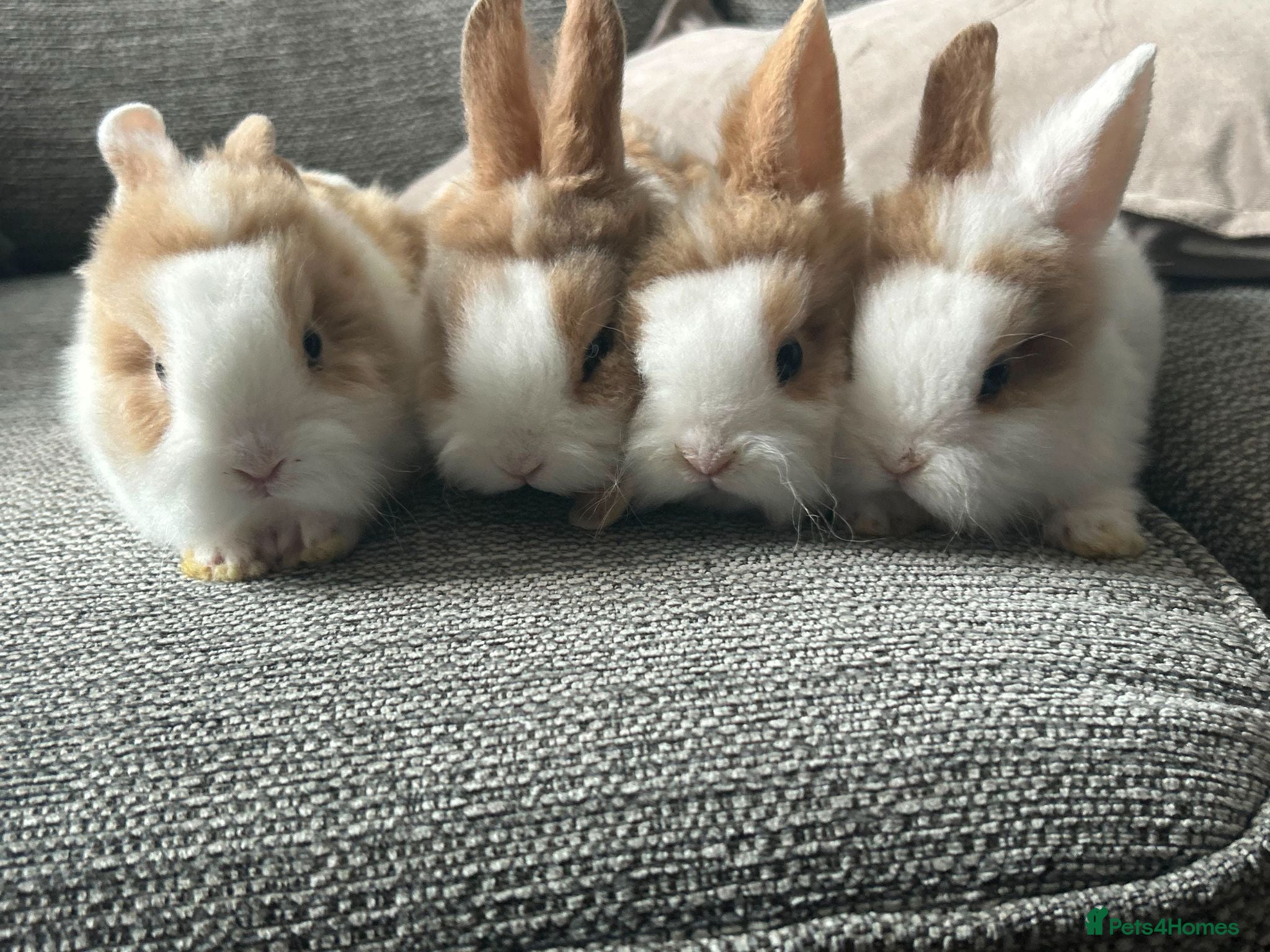 Mini Lion Lop rabbits  Beautiful Mini Lionhead Rabbit Babies 🐰 - Advert 4