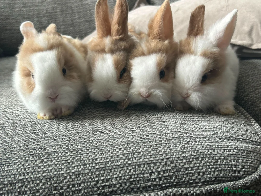 Mini Lion Lop rabbits for sale:  Beautiful Mini Lionhead Rabbit Babies 🐰 in Birmingham - Advert 1