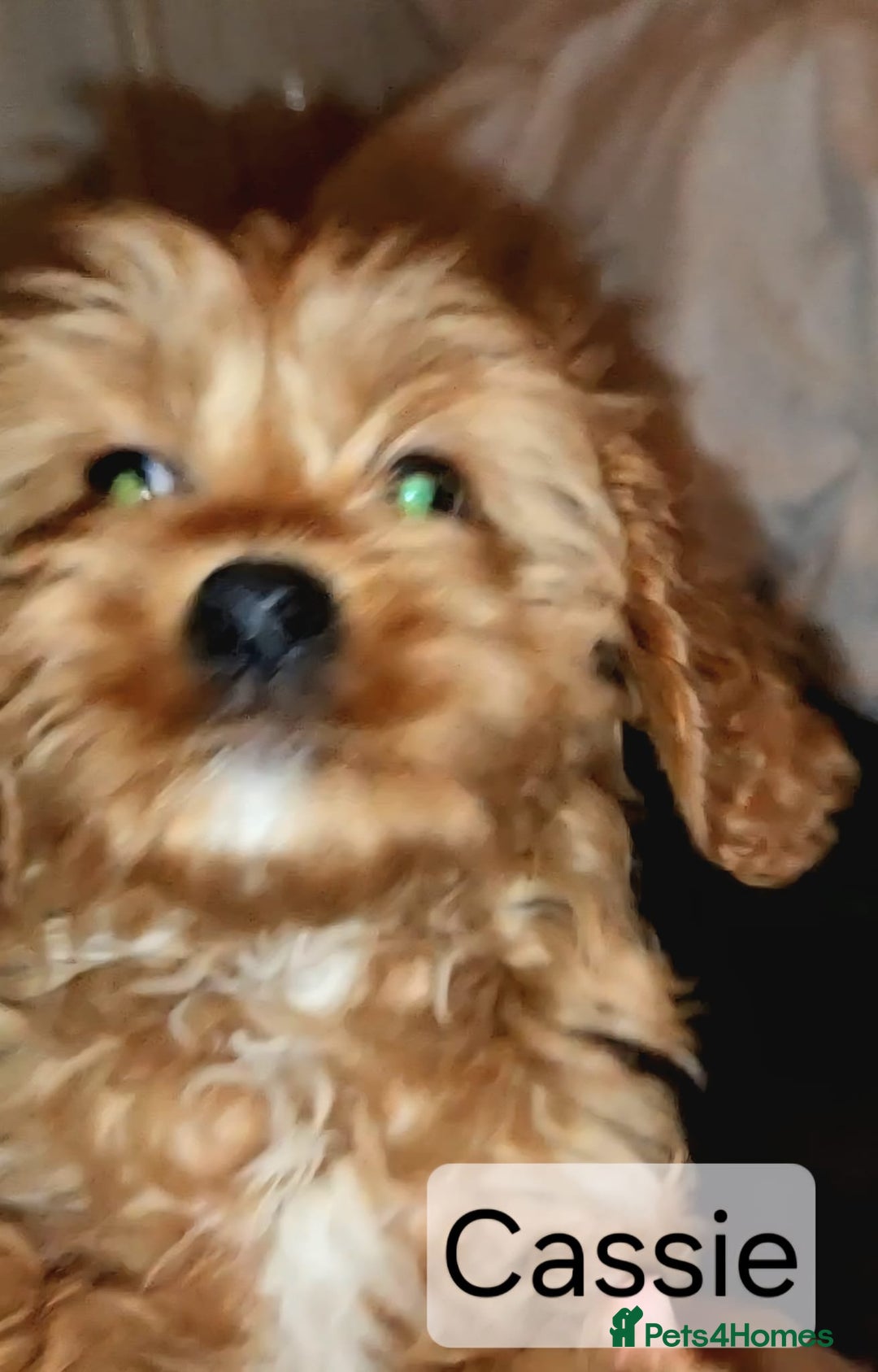 Cavapoo dogs for sale: Miniature Cavapoo Puppies – Home Reared !!! - Advert 12