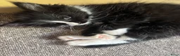 Ragdoll cats for sale: Ragdoll cross kittens  in Calne - Advert 2