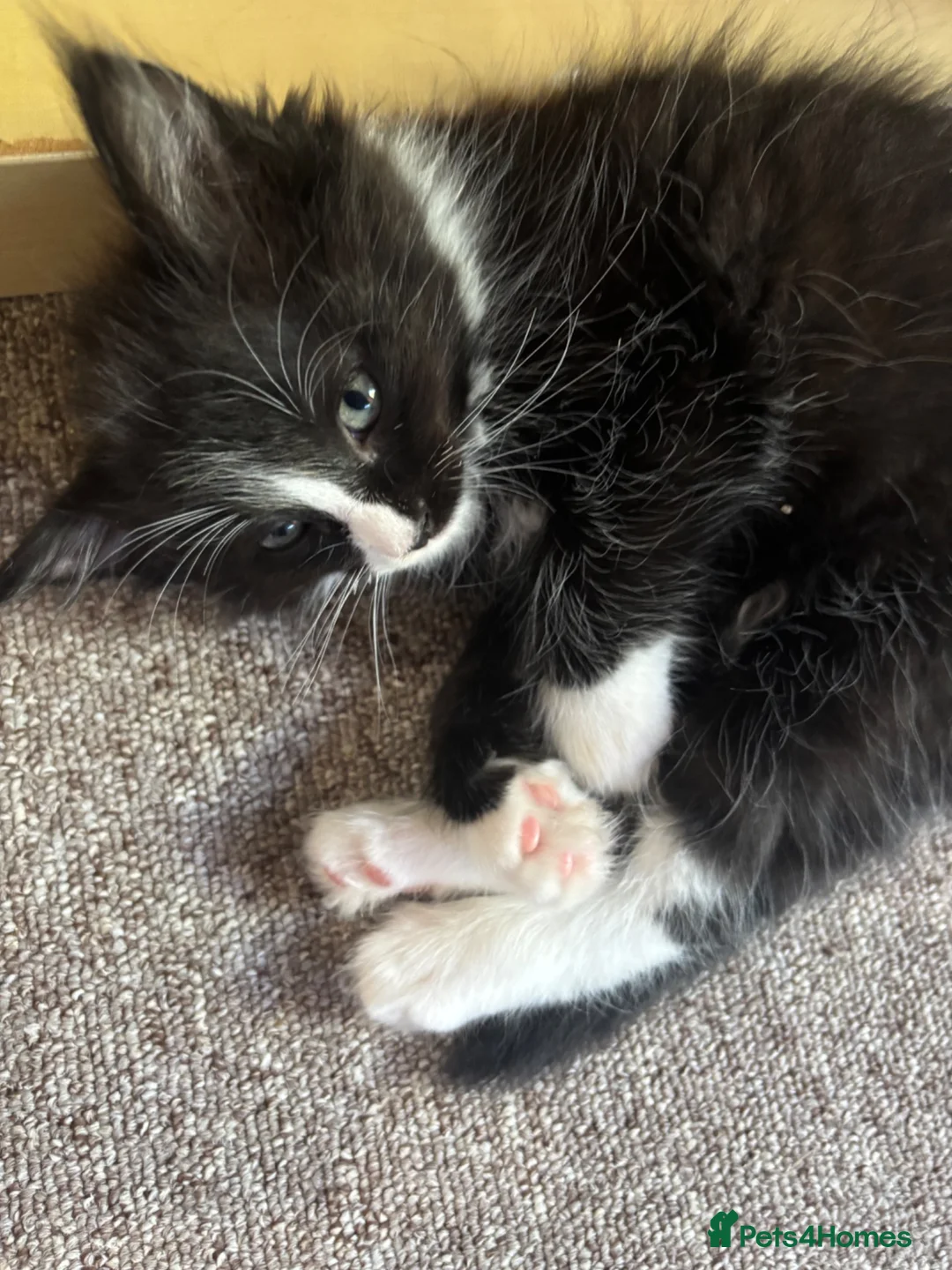 Ragdoll cats for sale: Ragdoll cross kittens  in Calne - Advert 2