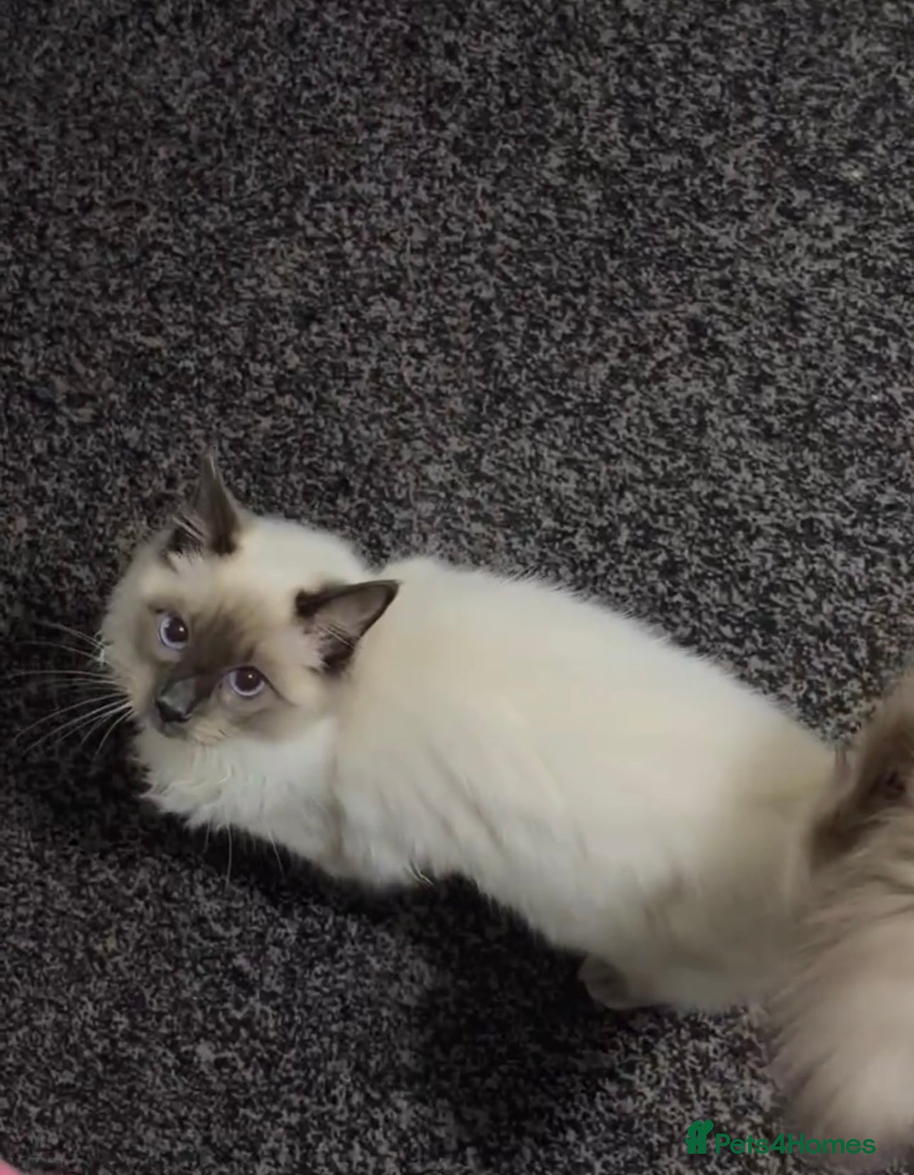 Ragdoll cats Ragdool for sale urgent  - Advert 2