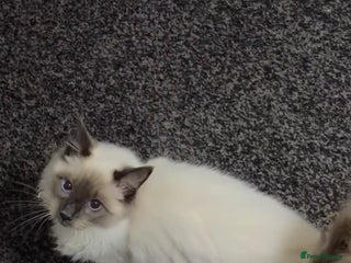 Ragdoll cats Ragdool for sale urgent - Advert 4