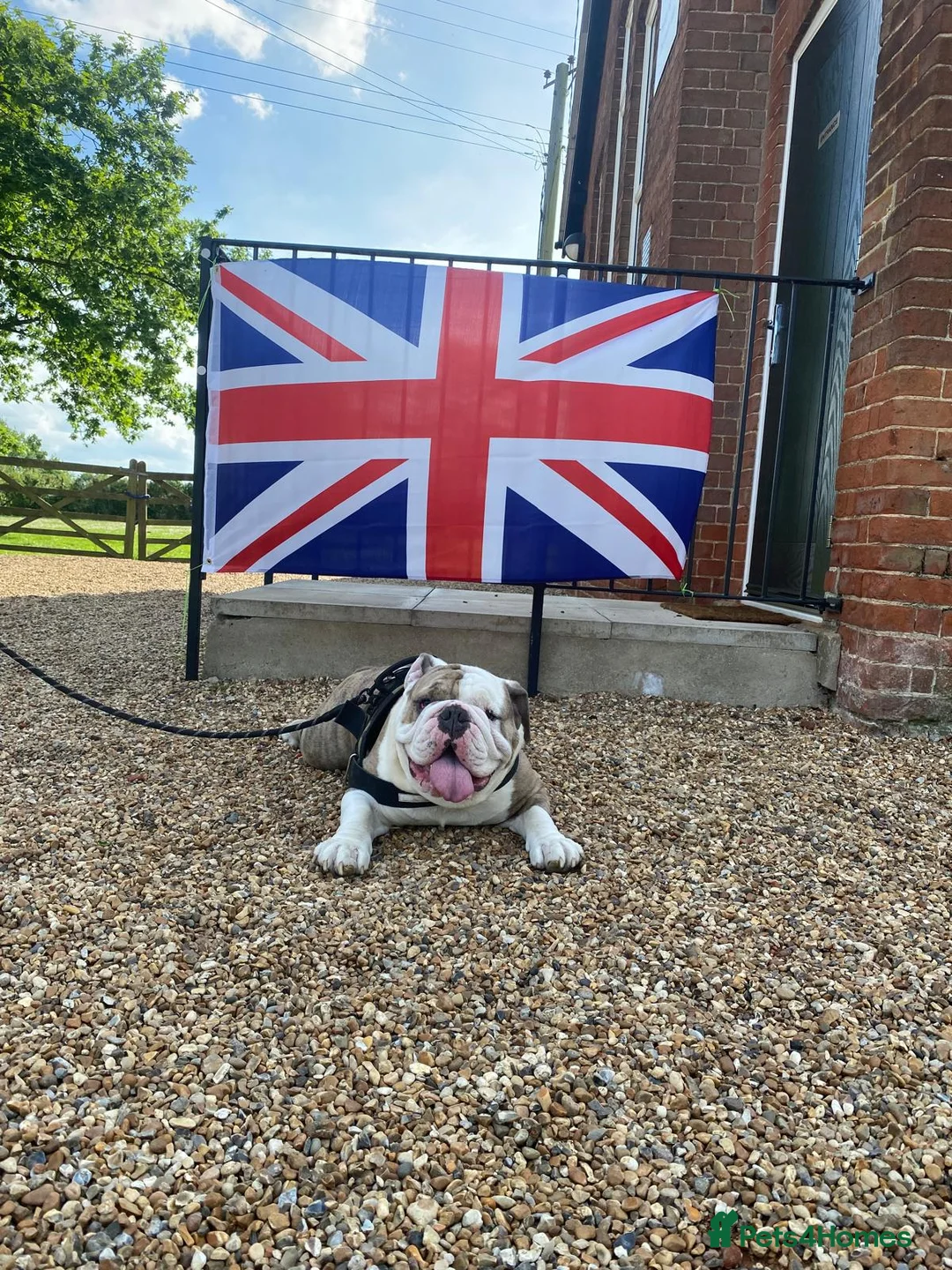 English Bulldog dogs for stud: Full pedigree English bulldog in Ipswich - Advert 1