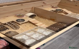 Hamster rodents for sale: 2 Boy Dwarf Hamsters  - Image 2