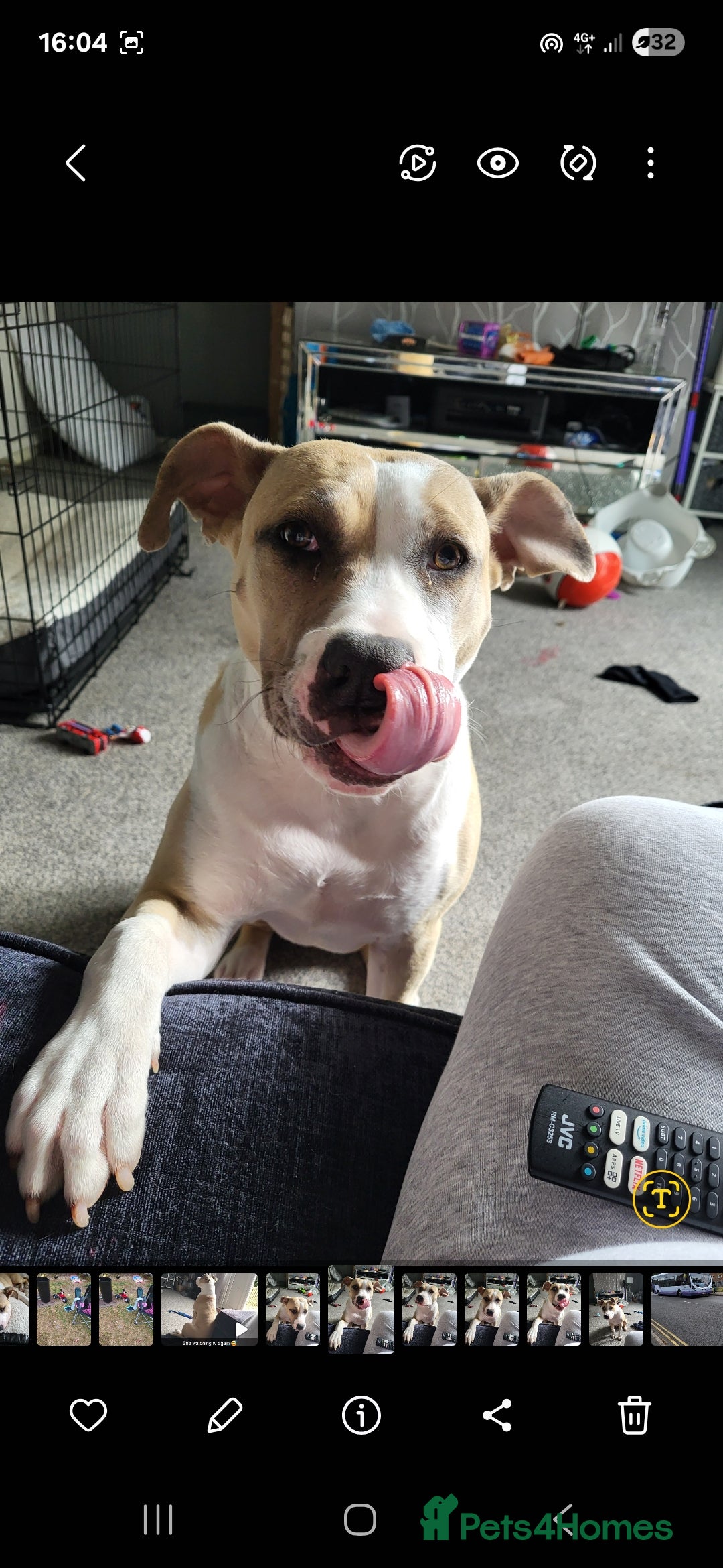 Mixed Breed dogs for sale: American bulldog x American staff - Advert 4