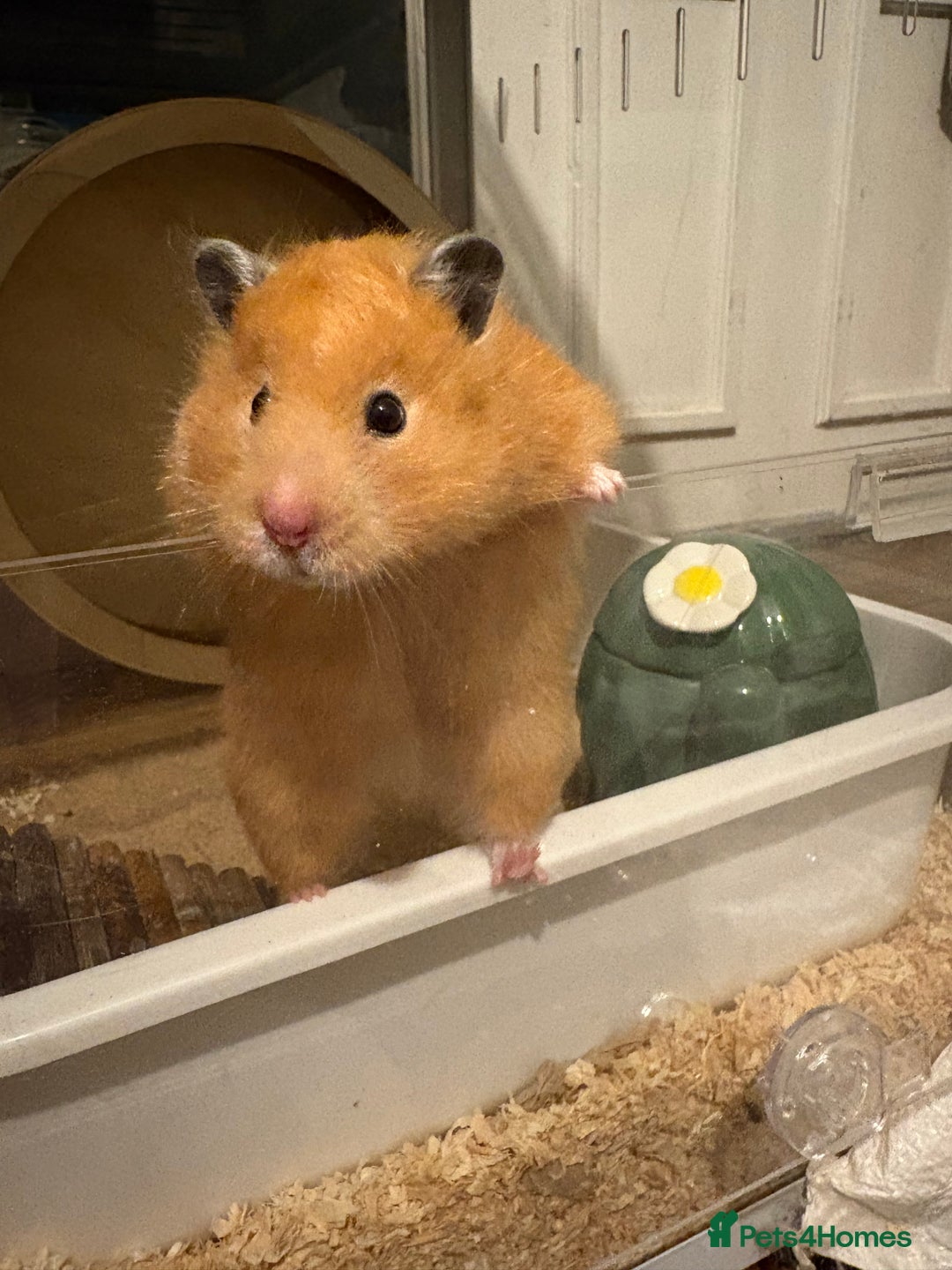 Hamster rodents for sale: Pedigree Syrian hamster waiting list🐹 - Advert 12