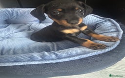 Miniature Dachshund dogs for sale: Very tiny 8 week old miniature dachshund  - Image 5
