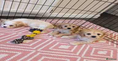 Cavachon dogs - Advert 13