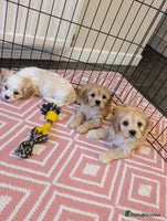 Cavachon dogs - Advert 3