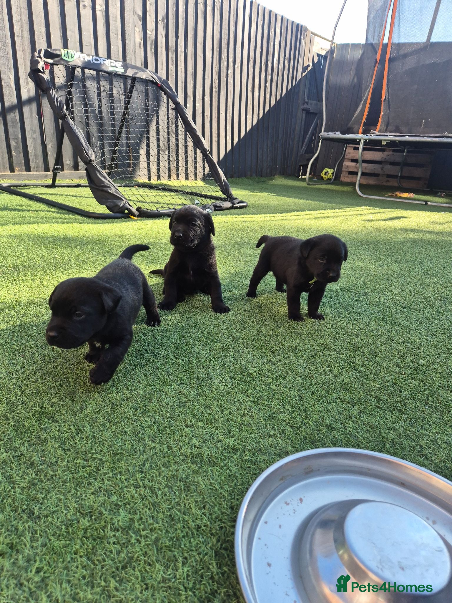 Labrador Retriever dogs Kc reg puppies  - Advert 14