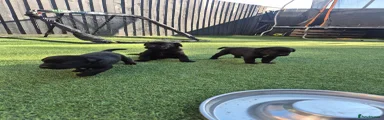 Labrador Retriever 4