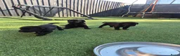 Labrador Retriever dogs for sale: Adorable chunky lab puppies  - Advert 26