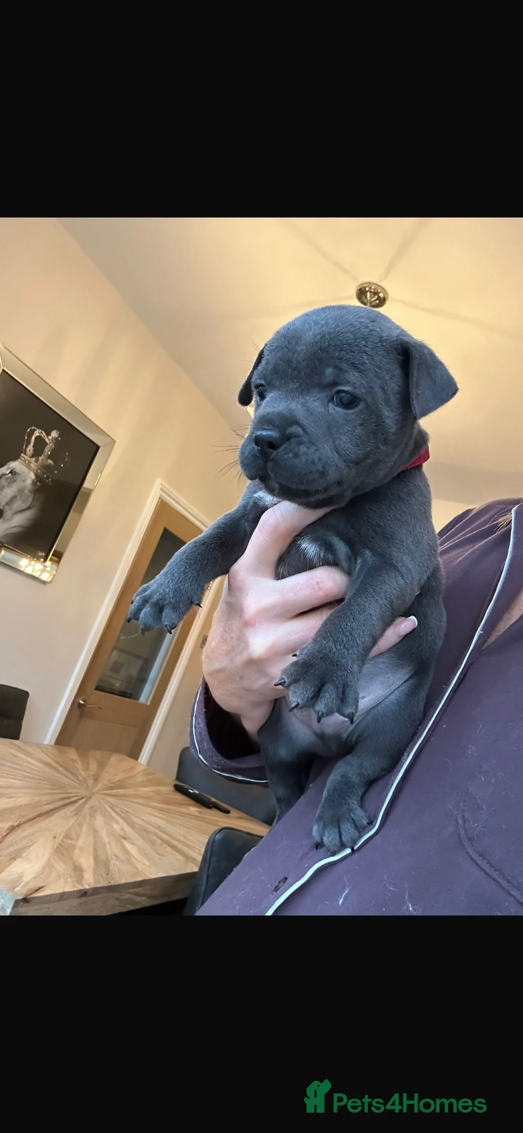 Staffordshire Bull Terrier dogs for stud: PROVEN Staffordshire bull terrier stud  - Advert 2