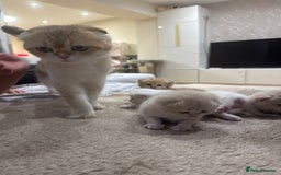 Scottish Fold cats for sale: Scottish fold  - Image 3