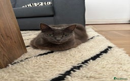 Domestic Shorthair cats for sale: Gentle female grey cat looking for new home - Image 7