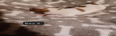 Jack Russell 2