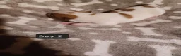 Jack Russell dogs for sale:  Minature Jack Russell Terrier Puppies. - Advert 11