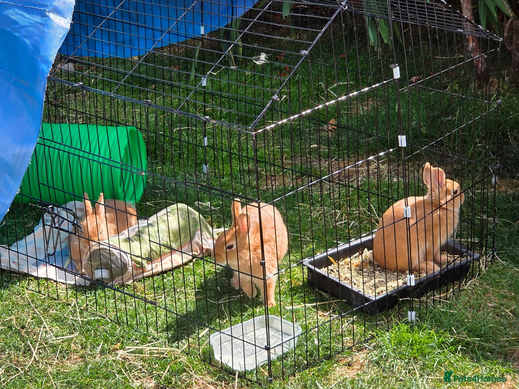 Netherland Dwarf rabbits Netherland Dwarf rabbits ready for their new homes - Advert 1