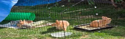 Netherland Dwarf rabbits for sale: Netherland Dwarf rabbits ready for their new homes - Advert 1