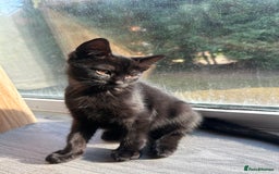 Mixed Breed cats for sale: Russian white/ Ragdoll mixed  - Image 5