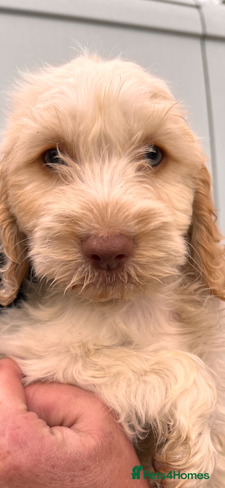 Cockapoo dogs BEAUTIFUL COCKAPOO PUPPIES 1 BOYS LEFT - Advert 6