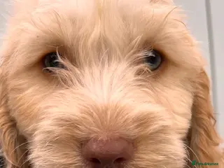 Cockapoo dogs BEAUTIFUL COCKAPOO PUPPIES 1 BOYS LEFT - Advert 6