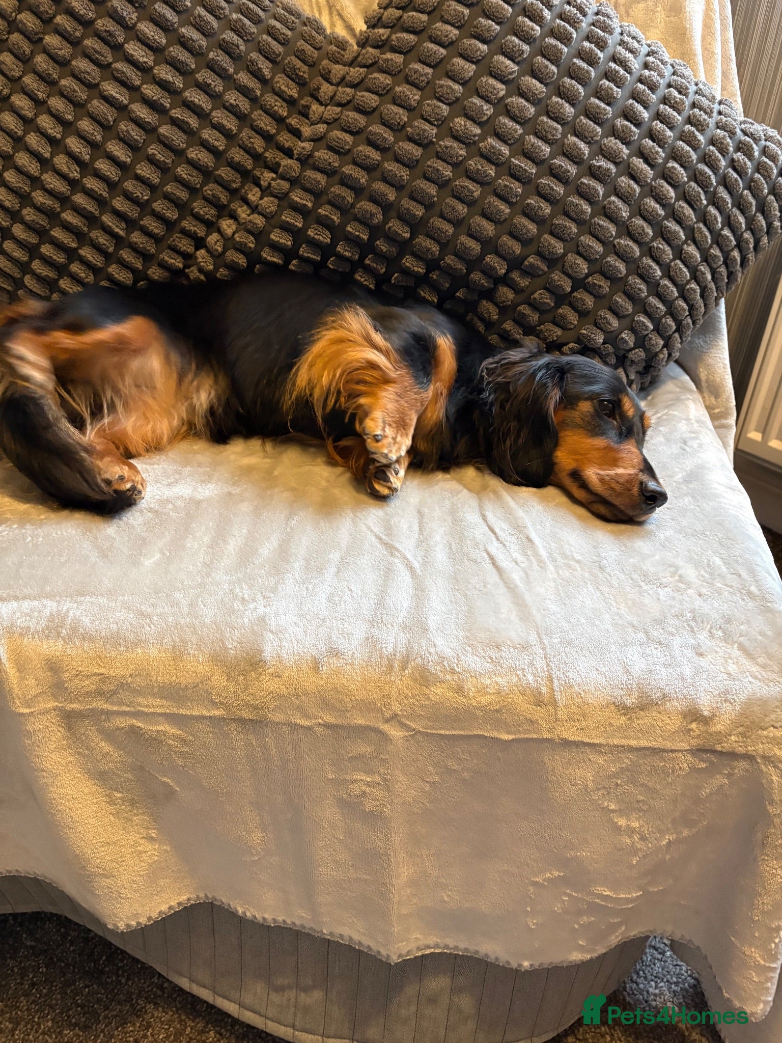 Dachshund dogs Miniature longhaired dachshund  - Advert 1