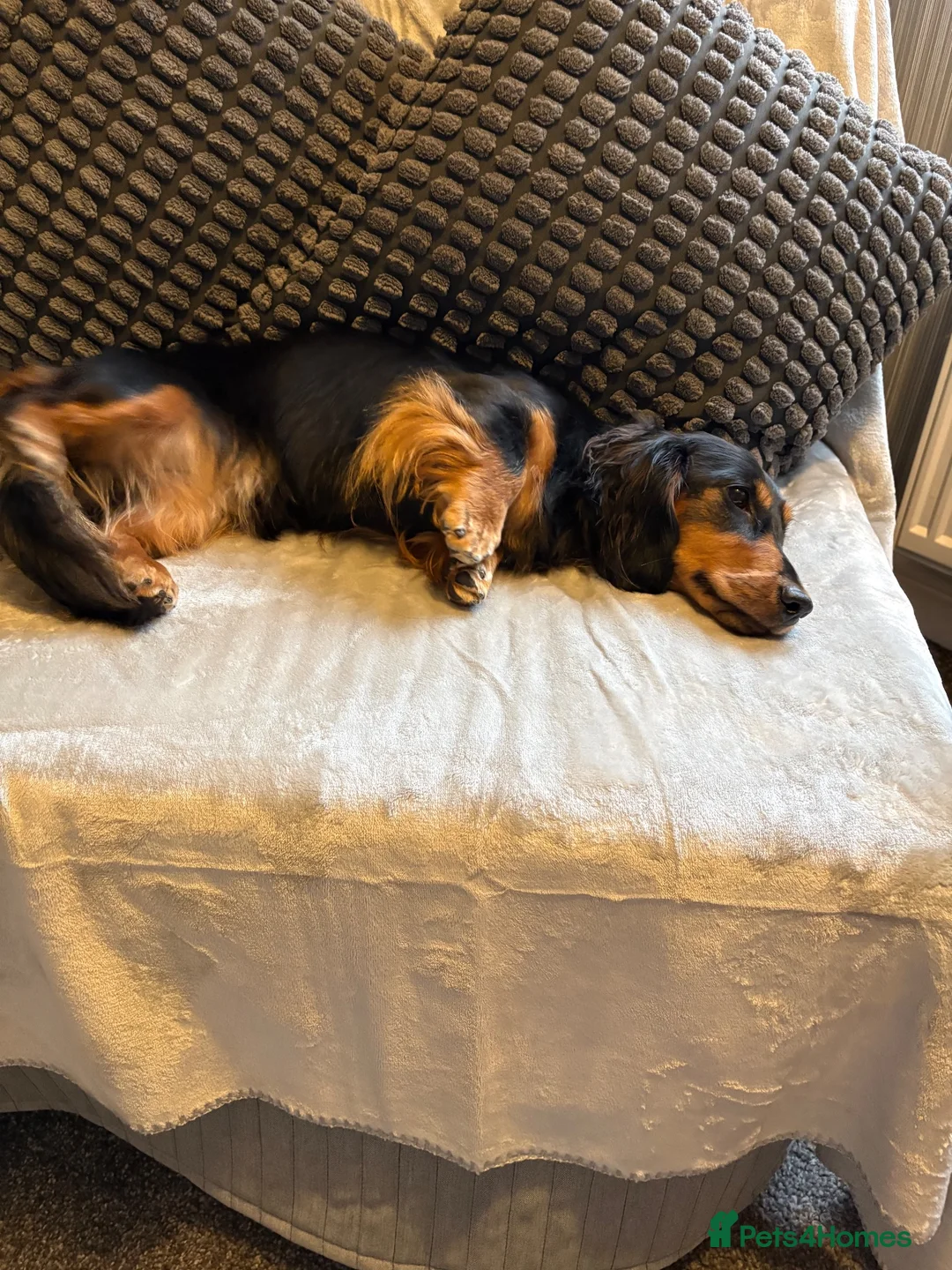 Dachshund dogs for sale: Miniature longhaired dachshund  - Advert 1
