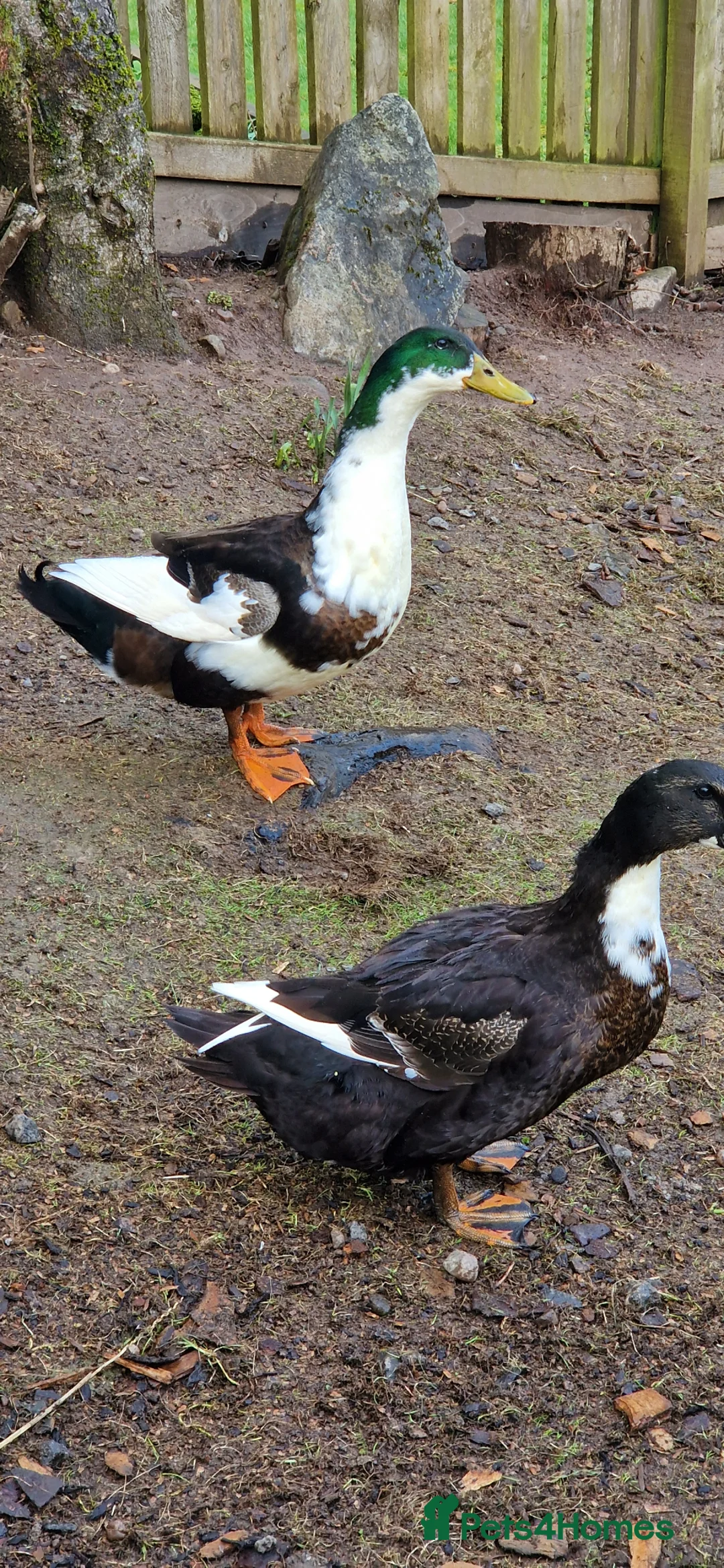 Ducks poultry for sale: Ducks (pair) in Dunblane - Advert 2
