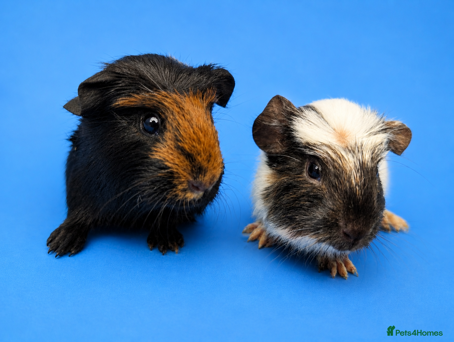Guinea Pig rodents Dalmatian Merino Guinea Pig Brothers - Advert 23