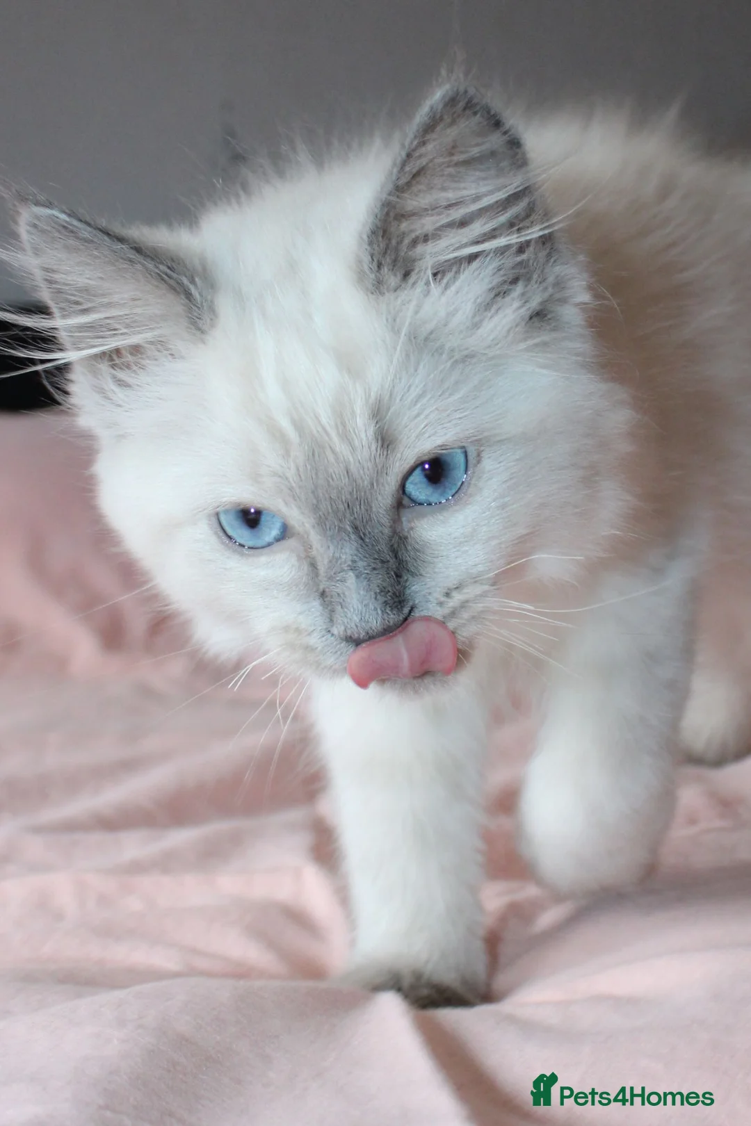 Ragdoll cats for sale: Fully Vaccinated GCCF parents  - Advert 2
