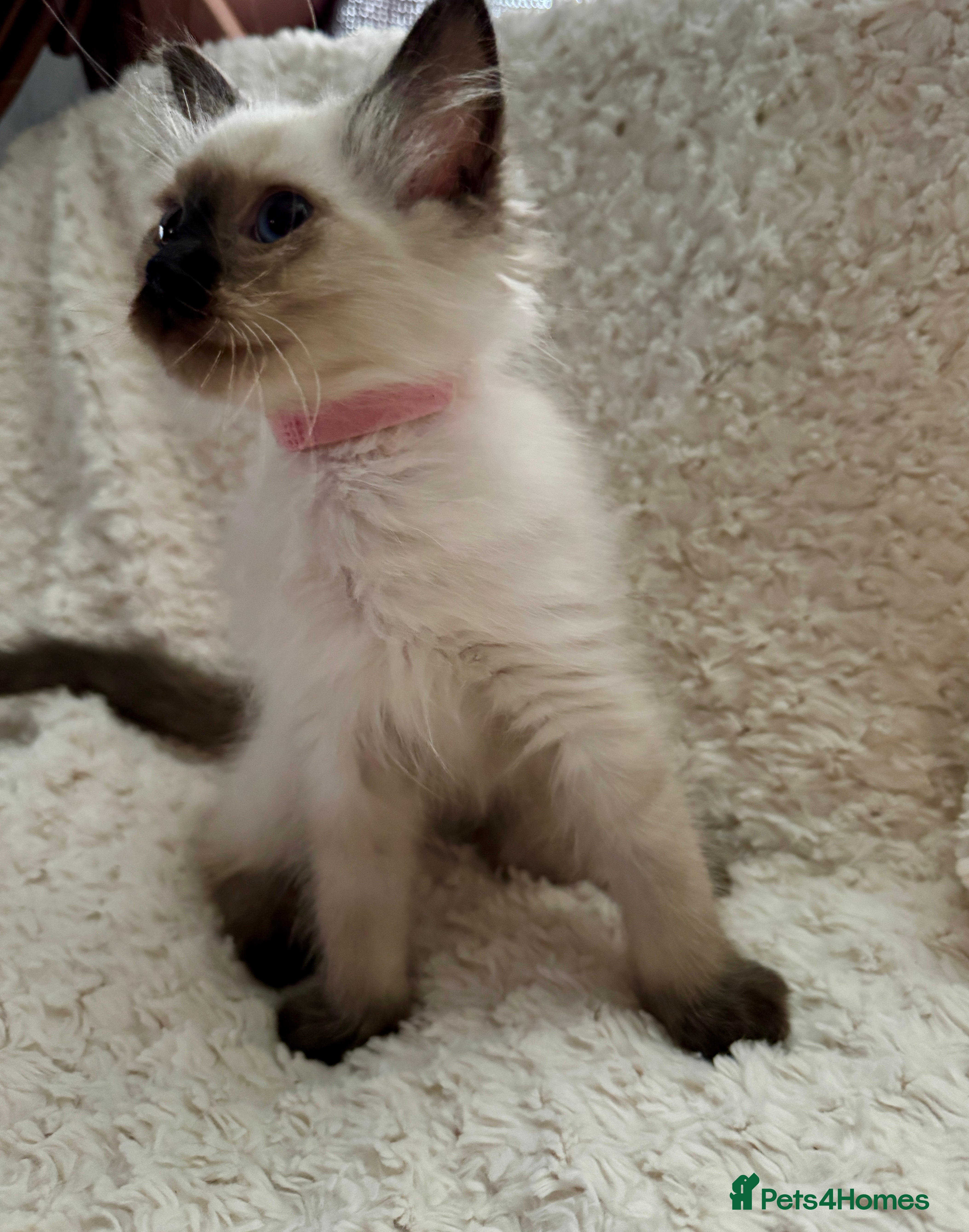 Ragdoll cats Stunning Ragdoll kittens - Advert 2