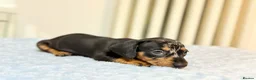 Miniature Dachshund dogs for sale: MINI DACHSHUND PUPPIES  - Advert 14