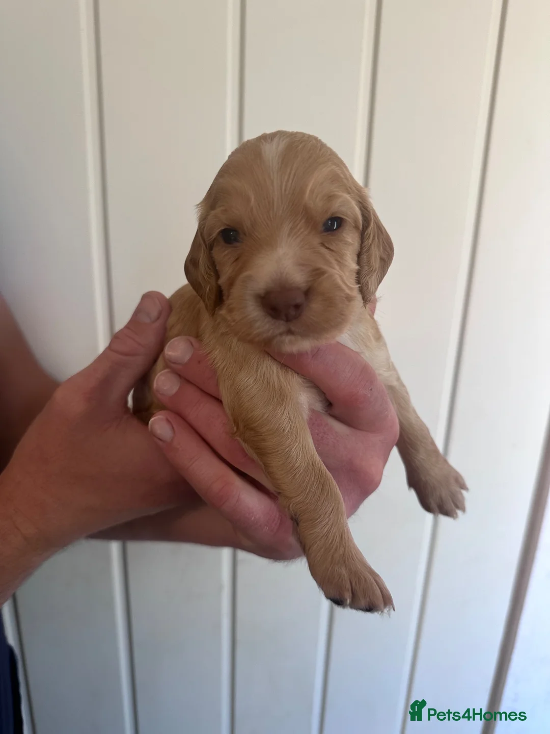 Cocker Spaniel dogs for sale: Working Cocker spaniel puppy’s for sale - Advert 2