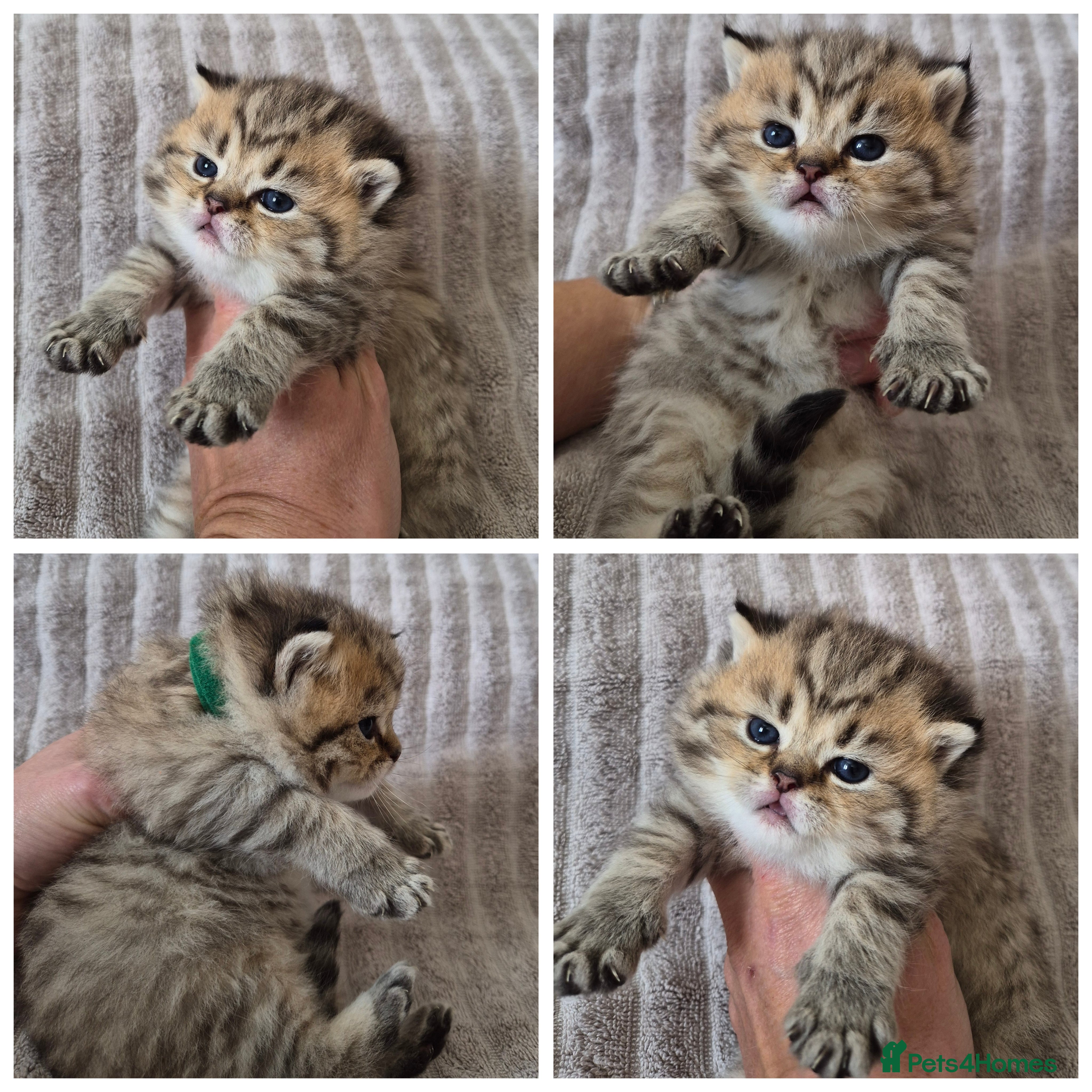 British Shorthair cats Golden British Shorthair  - Advert 4