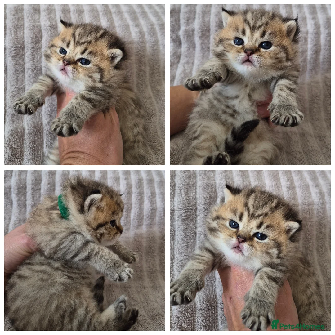 British Shorthair cats for sale: Golden British Shorthair  - Advert 1