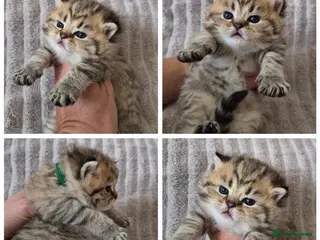 British Shorthair cats Golden British Shorthair - Advert 4