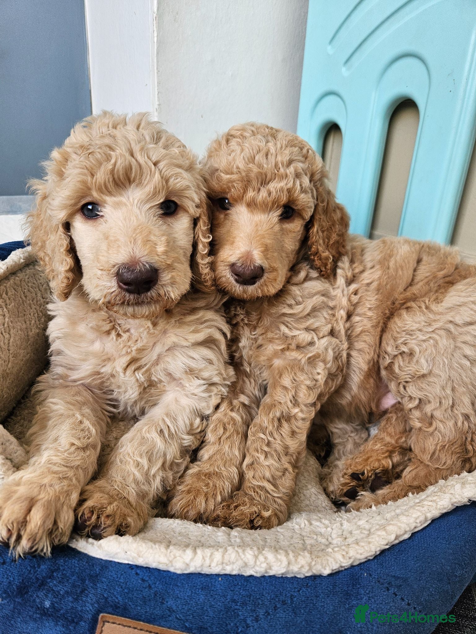 Standard Poodle dogs ⭐️Standard poodle boys  - Advert 1