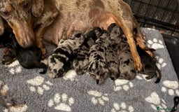 Dachshund dogs for sale: DAPPLE LONG HAIR DACHSHUNDS  - Image 1