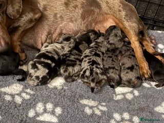 Dachshund dogs - Advert 26