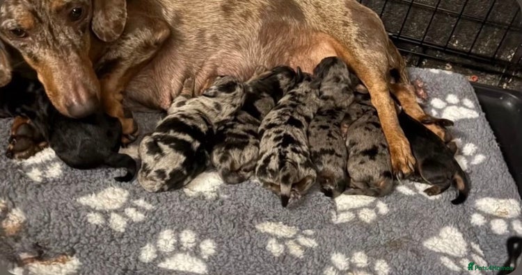 Dachshund dogs - Advert 2