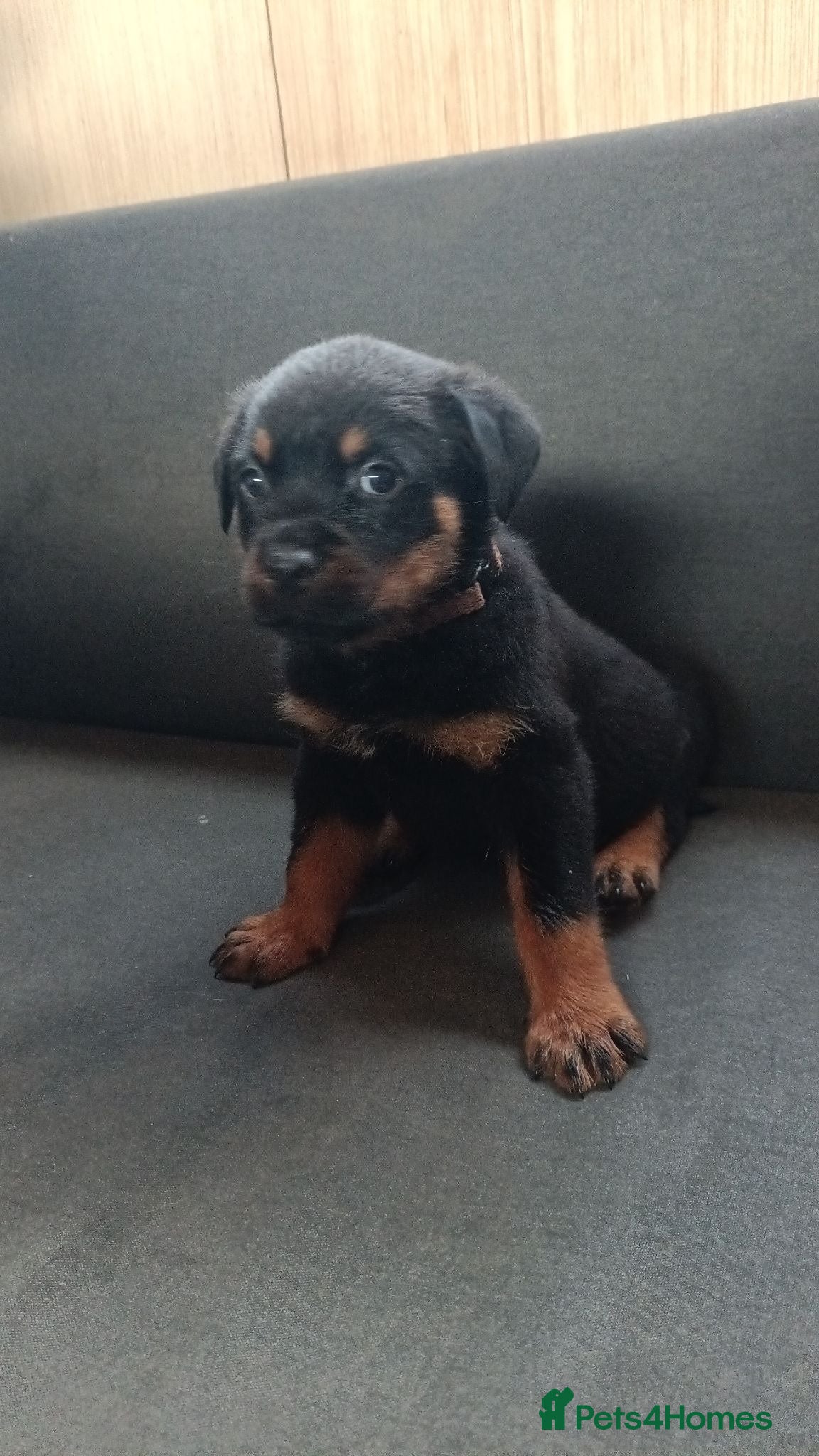 Rottweiler dogs Pure breed rottweiler puppies not KC reg - Advert 17