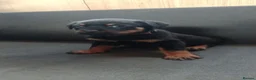 Rottweiler dogs for sale: Pure breed rottweiler puppies not KC reg - Advert 1