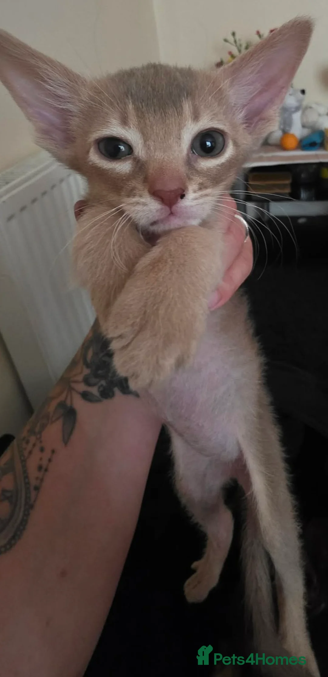 Mixed Breed cats for sale: Abyssinian x kittens looking for their new homes - Advert 7