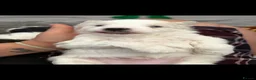 Mixed Breed dogs for sale: White boy Lhasapoochon - Advert 2