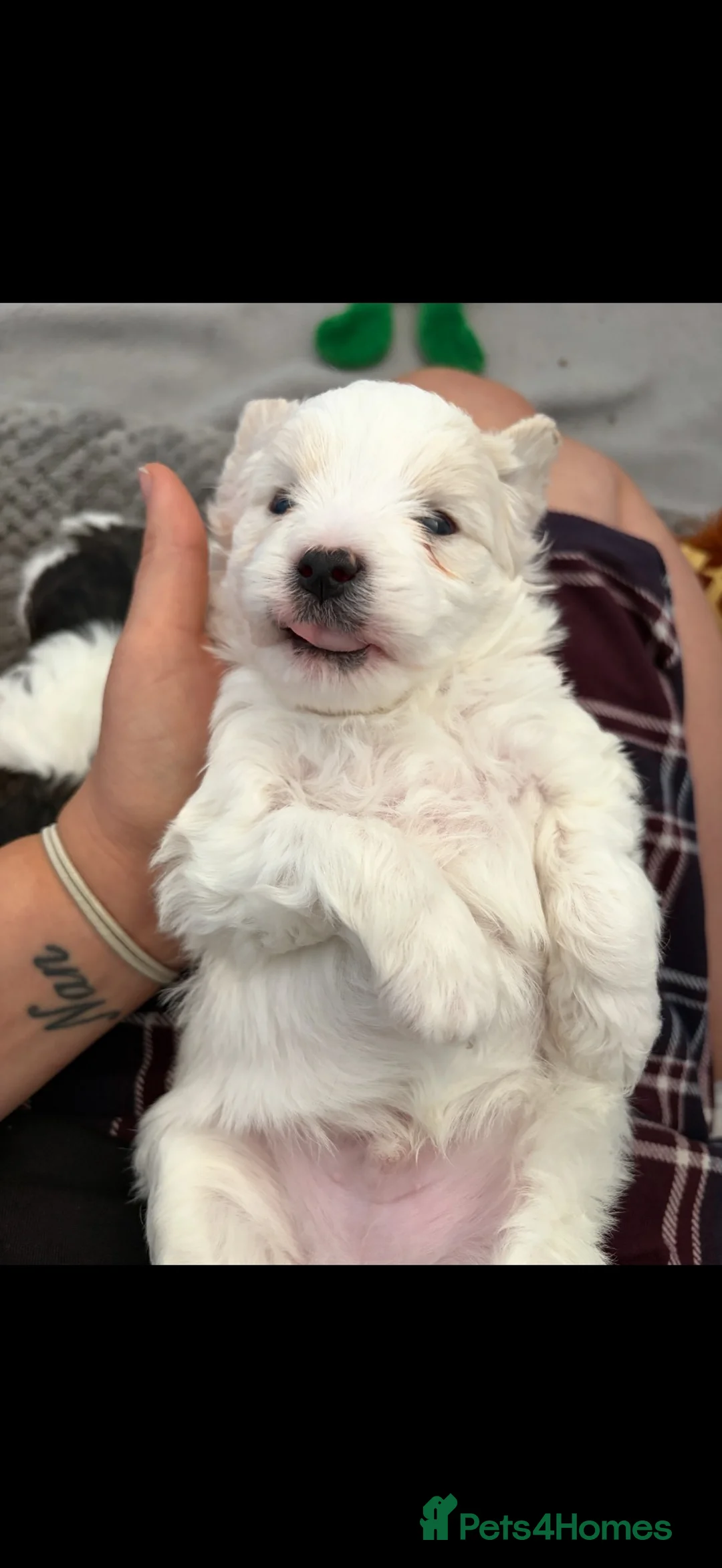 Mixed Breed dogs for sale: White boy Lhasapoochon - Advert 2