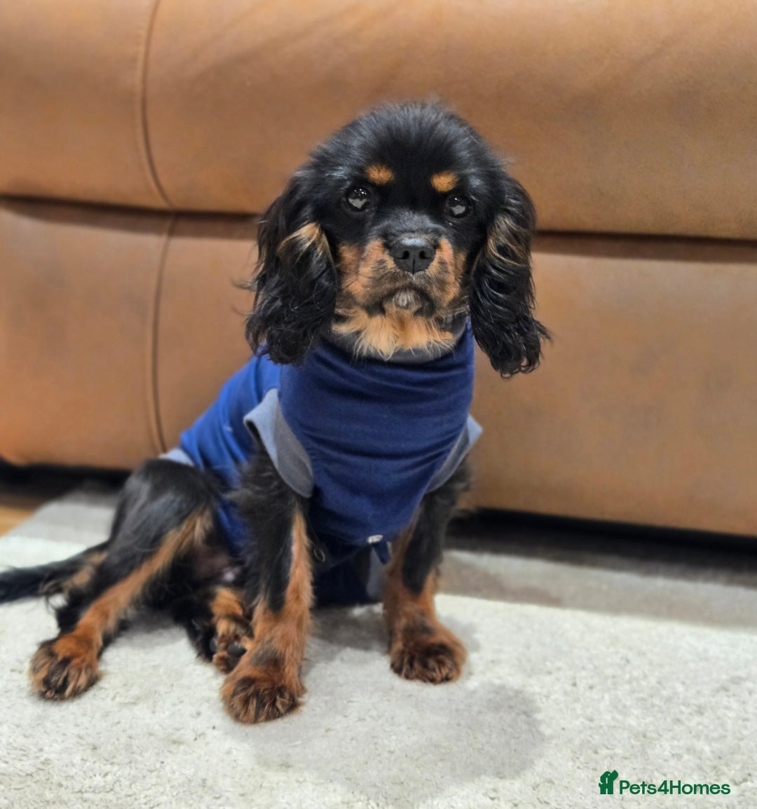Cavalier King Charles Spaniel dogs for sale: KC Reg Female Cavalier  - Advert 4