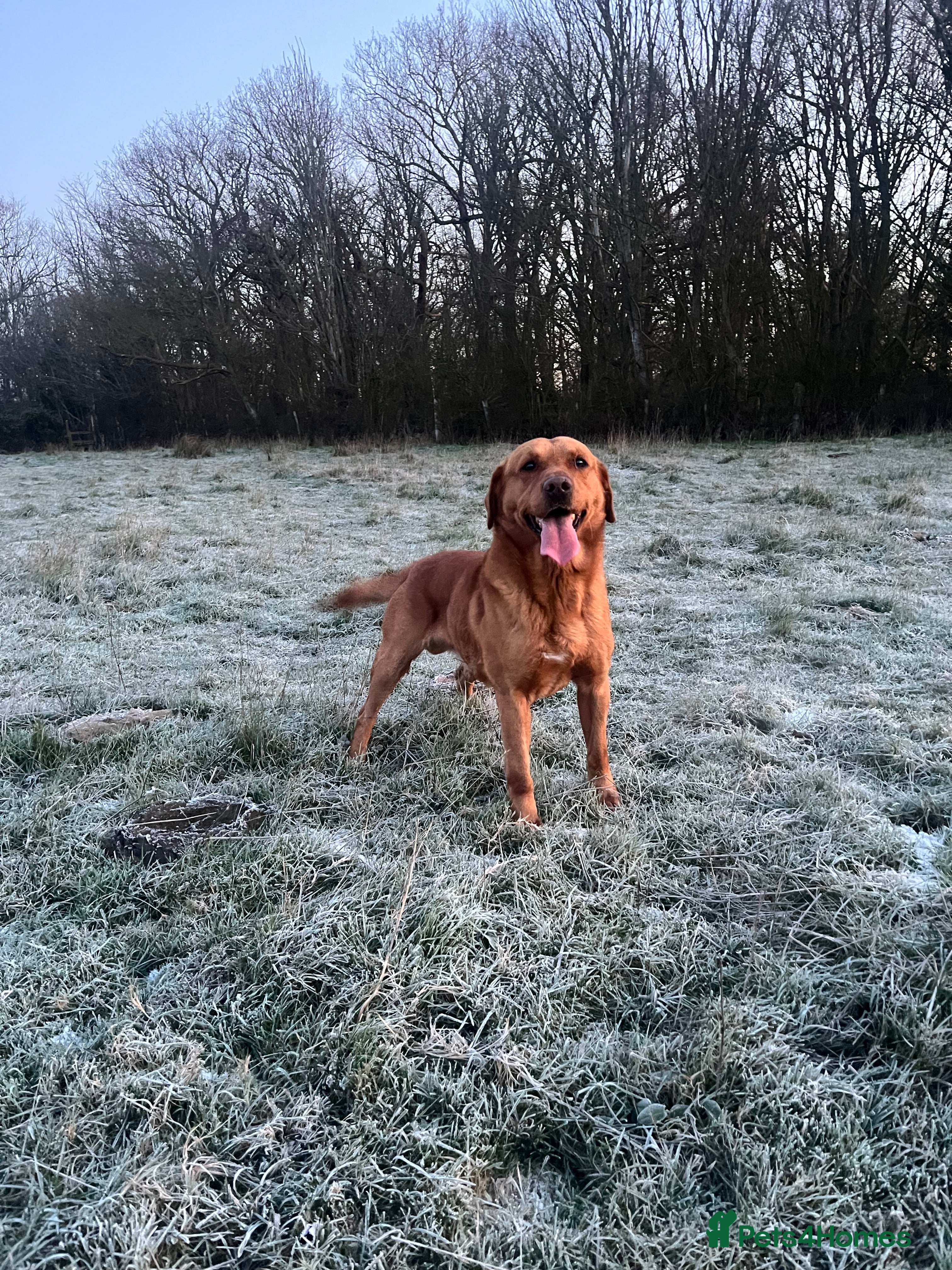 Labrador Retriever dogs Fox Red Labrador Stud (Proven) in Chelmsford - Advert 8